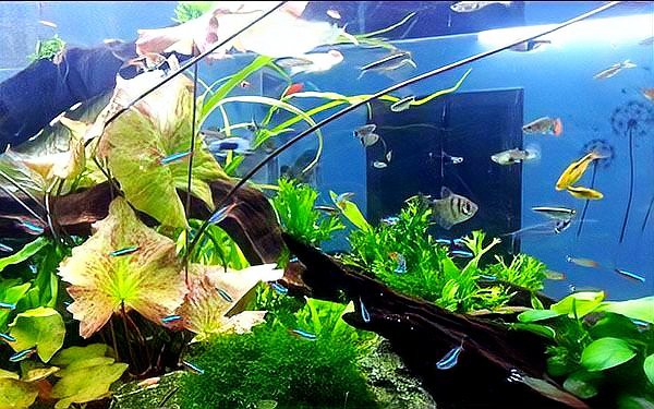 入戶門進門看見魚缸好嗎，入戶門進門看見魚缸好嗎風水學告訴你答案鉆石女神經小張張 入戶門進門看見魚缸好嗎，入戶門進門看見魚缸好嗎風水學告訴你答案鉆石女神經小張張 龍魚論壇 第3張