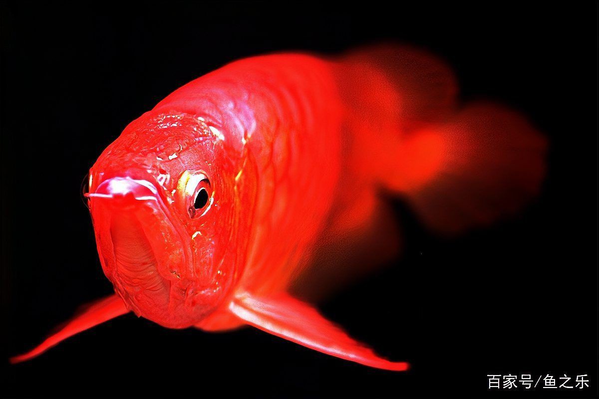 紅龍魚高清手機壁紙，紅龍魚主題壁紙