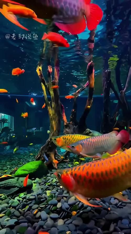紅龍魚高清手機壁紙，紅龍魚主題壁紙