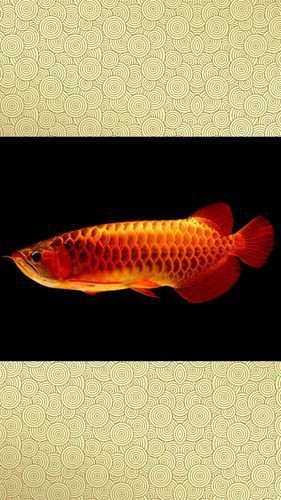 紅龍魚高清手機壁紙，紅龍魚主題壁紙