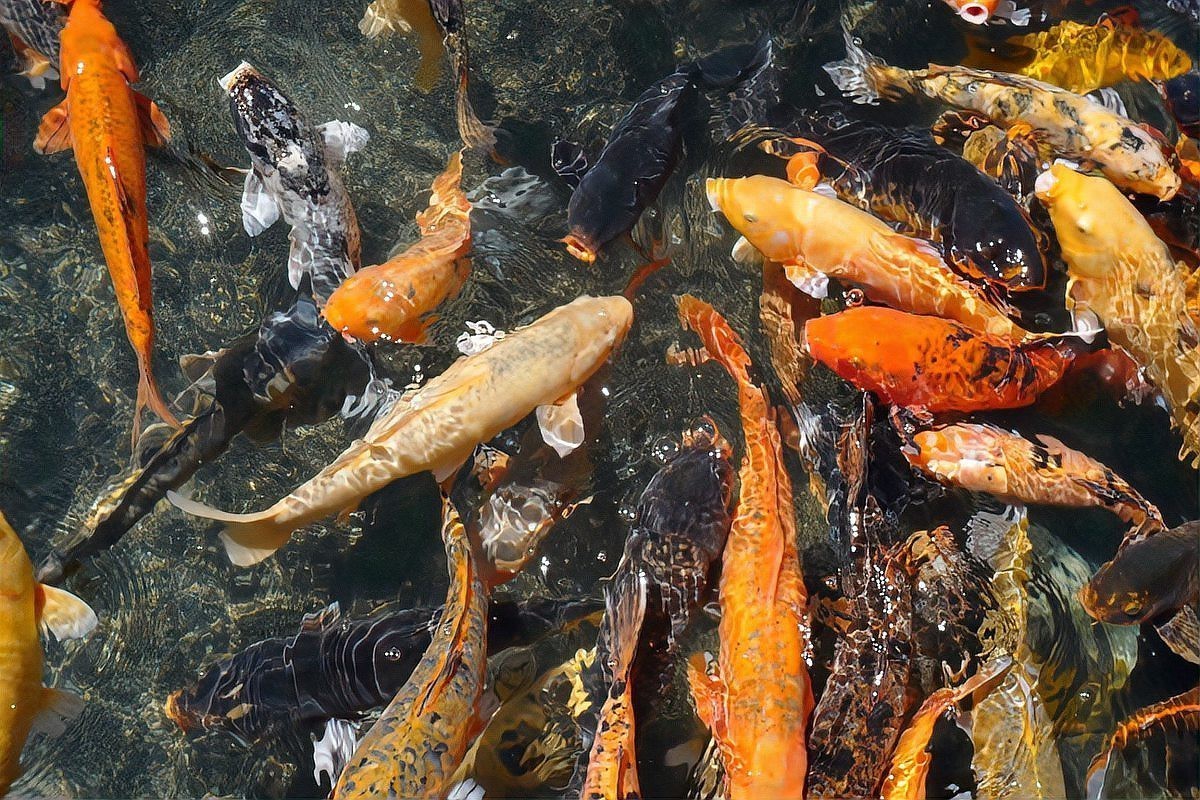 全國十大名牌魚飼料排名，2025年度十大名牌魚飼料品牌排行榜魚飼料品牌排行榜 全國十大名牌魚飼料排名，2025年度十大名牌魚飼料品牌排行榜魚飼料品牌排行榜 龍魚論壇 第2張