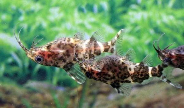 刀片魚為什么頭朝下，關于刀片魚的知識