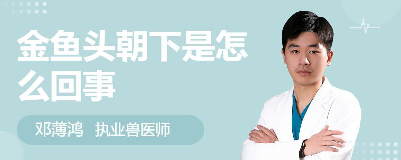 刀片魚為什么頭朝下，關于刀片魚的知識