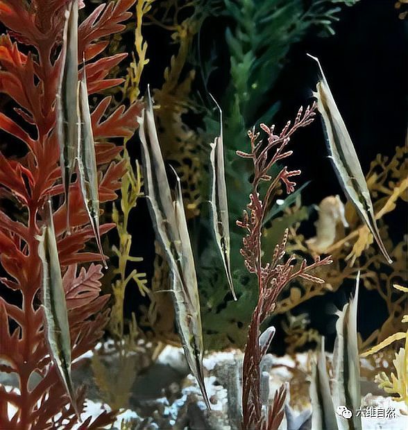 刀片魚為什么頭朝下，關于刀片魚的知識