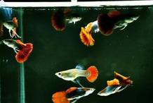 刀片魚為什么頭朝下，關于刀片魚的知識