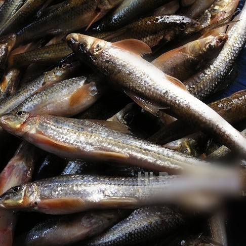 似鮈魚能長(zhǎng)多大，\