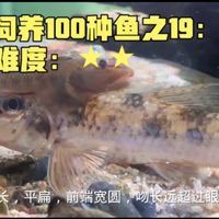 似鮈魚能長(zhǎng)多大，\