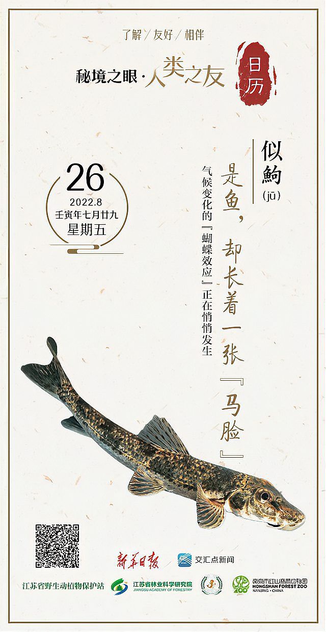 似鮈魚能長(zhǎng)多大，\