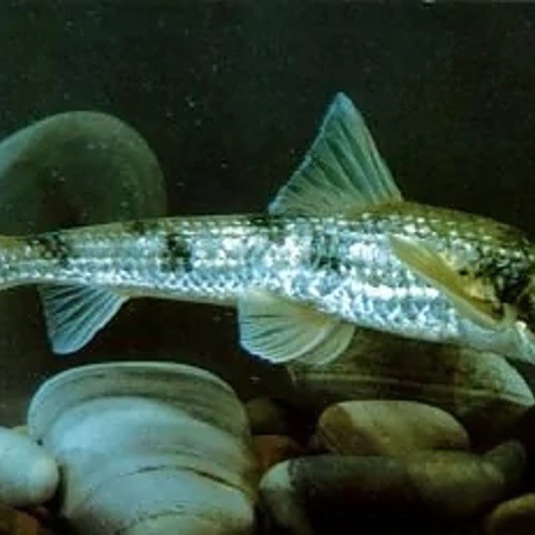 似鮈魚能長(zhǎng)多大，\