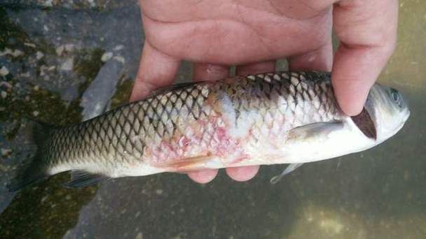 給我一些魚(yú)真菌感染的圖片，觀賞魚(yú)水霉病的癥狀和治療方法