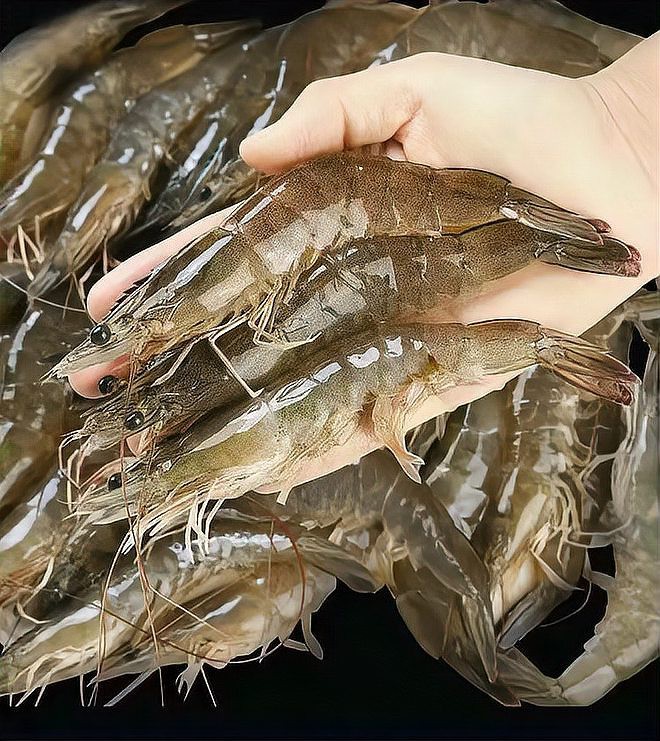 十大淡水蝦排名，中國十大淡水蝦美食圖鑒：盱眙龍蝦湖北\