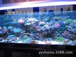 清浦水族店，森森水族魚缸觀賞魚專賣店哪家最好
