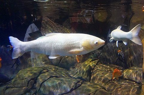 推薦一些高清的龍魚缸背景圖，高清龍魚缸背景圖