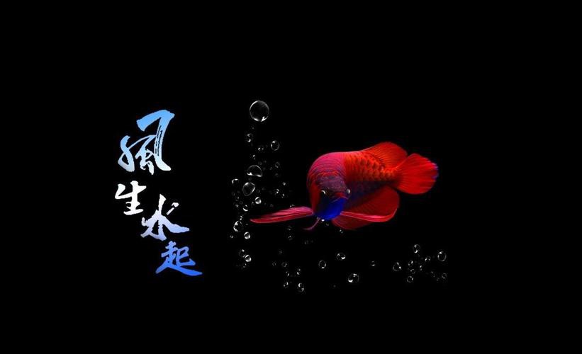 推薦一些高清的龍魚(yú)缸背景圖，高清龍魚(yú)缸背景圖