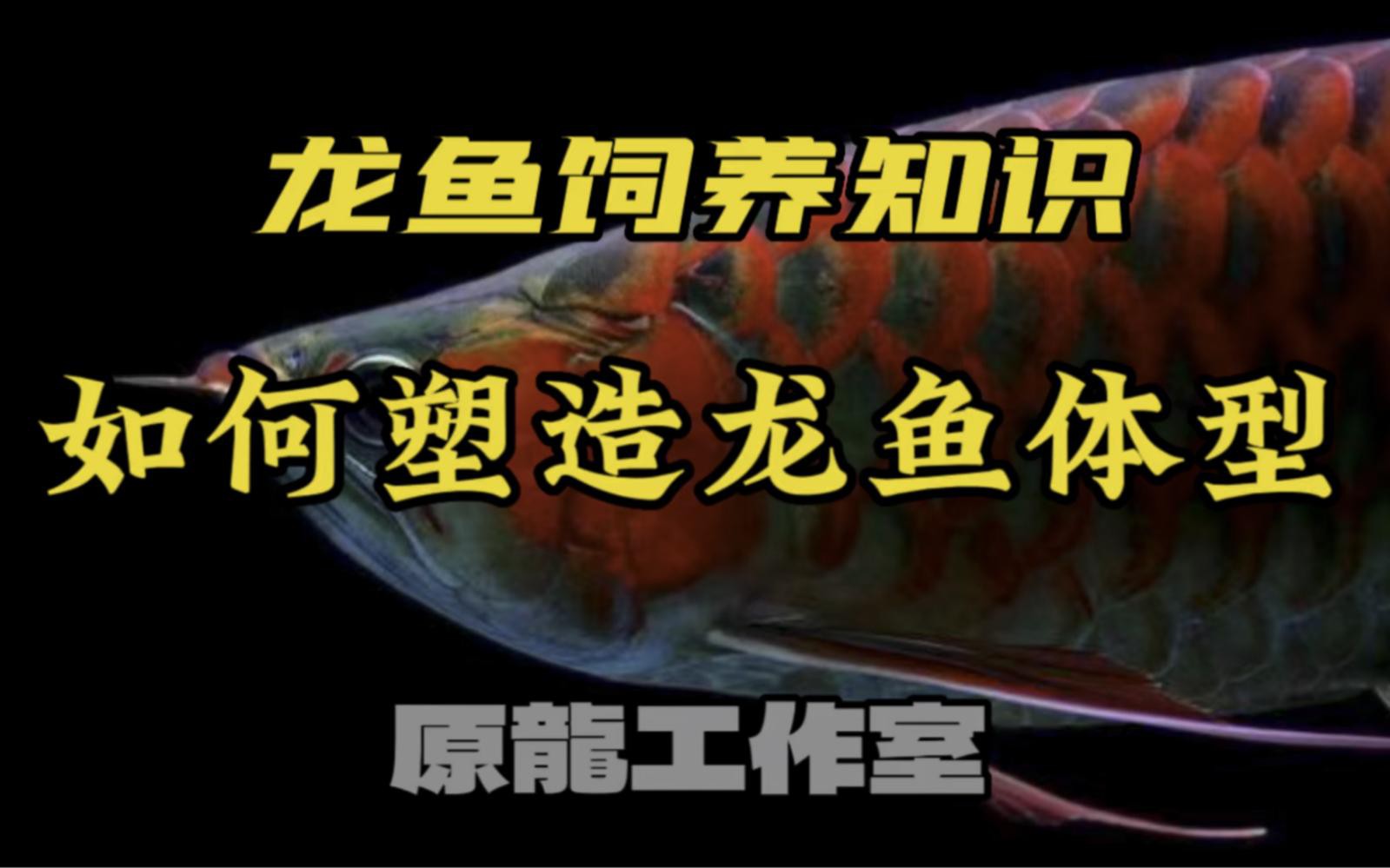 如何科學(xué)地飼養(yǎng)龍魚？，養(yǎng)龍魚一年多這些經(jīng)驗分享給你星火柯技能燎原 如何科學(xué)地飼養(yǎng)龍魚？，養(yǎng)龍魚一年多這些經(jīng)驗分享給你星火柯技能燎原 龍魚論壇 第6張