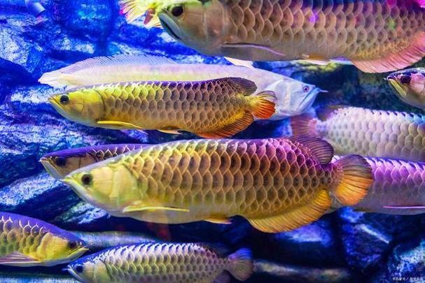 如何科學(xué)地飼養(yǎng)龍魚？，養(yǎng)龍魚一年多這些經(jīng)驗分享給你星火柯技能燎原 如何科學(xué)地飼養(yǎng)龍魚？，養(yǎng)龍魚一年多這些經(jīng)驗分享給你星火柯技能燎原 龍魚論壇 第5張