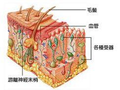 老虎貼一旦用了就不能停嗎，《老虎貼一旦用了就不能停嗎》