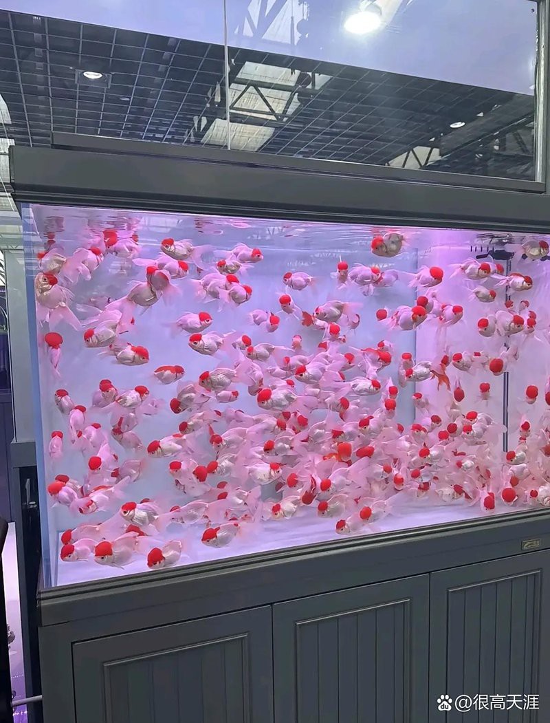 衡山水族店，衡山兩家水族店的價格差別大嗎 衡山水族店，衡山兩家水族店的價格差別大嗎 全國水族館企業名錄