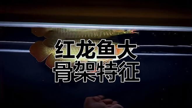 紅龍魚的特征,嗶哩嗶哩紅龍魚品種大揭秘辣椒、血紅與橙紅龍的差異 龍魚百科 第4張 紅龍魚的特征,嗶哩嗶哩紅龍魚品種大揭秘辣椒、血紅與橙紅龍的差異 紅龍魚的特征,嗶哩嗶哩紅龍魚品種大揭秘辣椒、血紅與橙紅龍的差異 龍魚百科 第4張