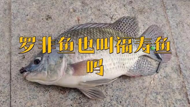 羅非魚和福壽魚哪個好，福壽魚和羅非魚的區別 羅非魚和福壽魚哪個好，福壽魚和羅非魚的區別 龍魚百科 第4張