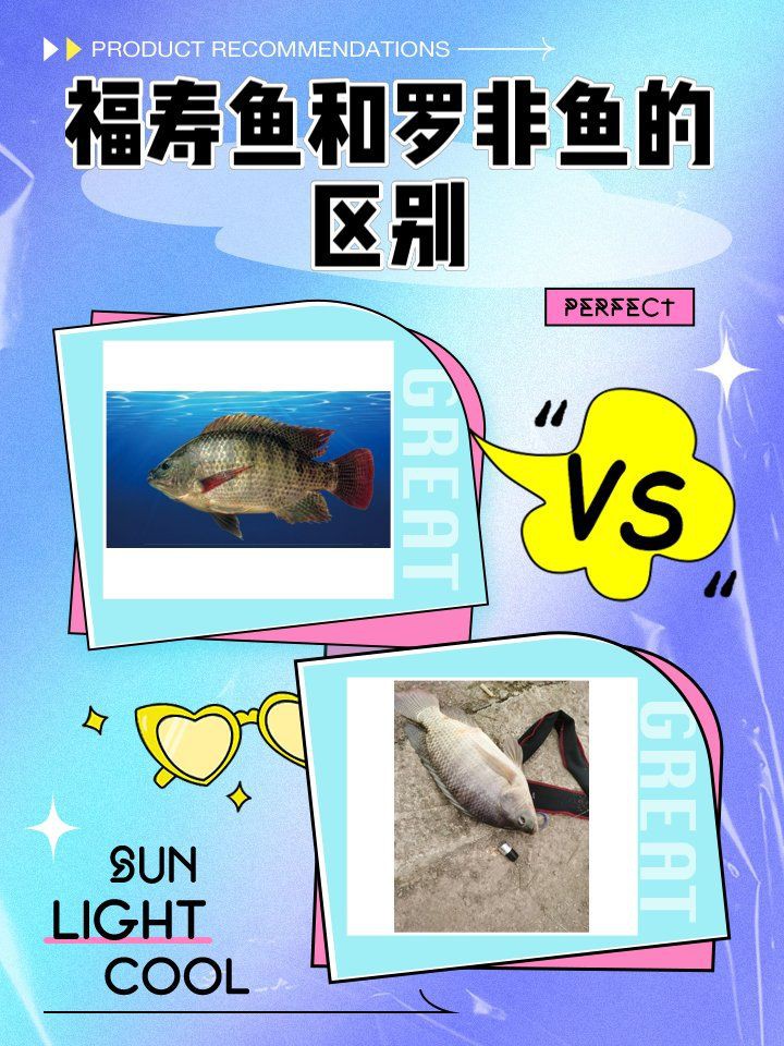 羅非魚和福壽魚哪個好，福壽魚和羅非魚的區別 羅非魚和福壽魚哪個好，福壽魚和羅非魚的區別 龍魚百科 第6張