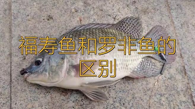 羅非魚和福壽魚哪個好，福壽魚和羅非魚的區別 羅非魚和福壽魚哪個好，福壽魚和羅非魚的區別 龍魚百科 第7張