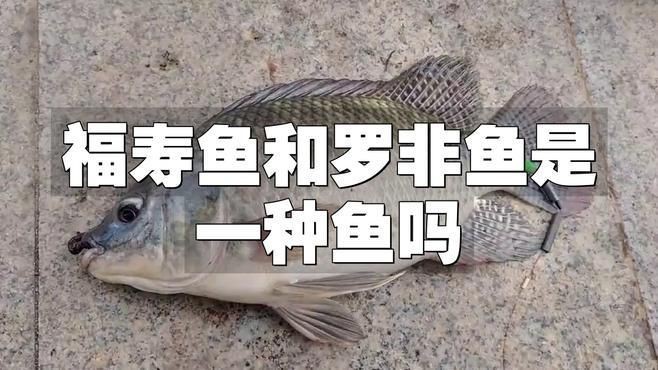 羅非魚和福壽魚哪個好，福壽魚和羅非魚的區別 羅非魚和福壽魚哪個好，福壽魚和羅非魚的區別 龍魚百科 第1張