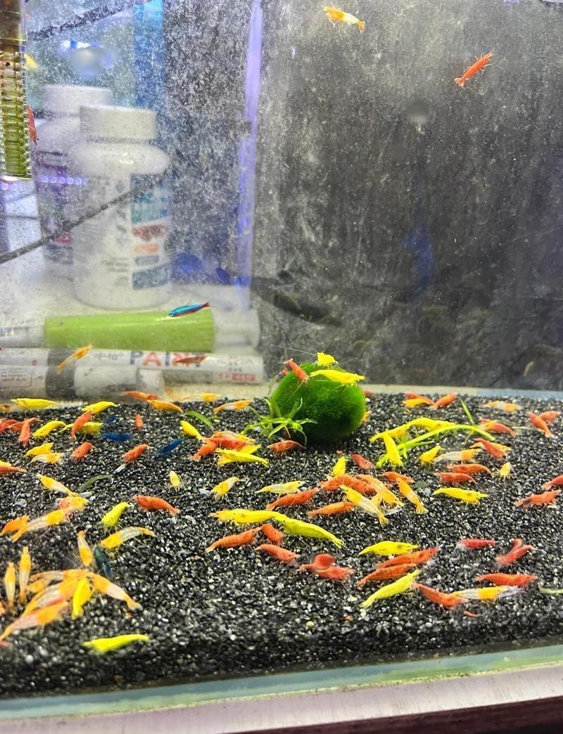 梅縣水族店，梅縣哪家水族店口碑最好
