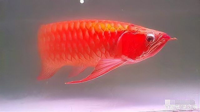 紅龍魚發色技巧分享，《紅龍魚發色技巧分享》 紅龍魚發色技巧分享，《紅龍魚發色技巧分享》 龍魚百科 第4張