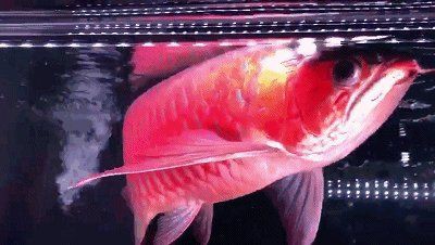 紅龍魚發色技巧分享，《紅龍魚發色技巧分享》 紅龍魚發色技巧分享，《紅龍魚發色技巧分享》 龍魚百科 第1張