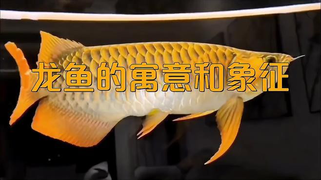2025年8月8日送龍魚是否吉利？，2025年8月8日送龍魚是否吉利 2025年8月8日送龍魚是否吉利？，2025年8月8日送龍魚是否吉利 龍魚論壇 第2張