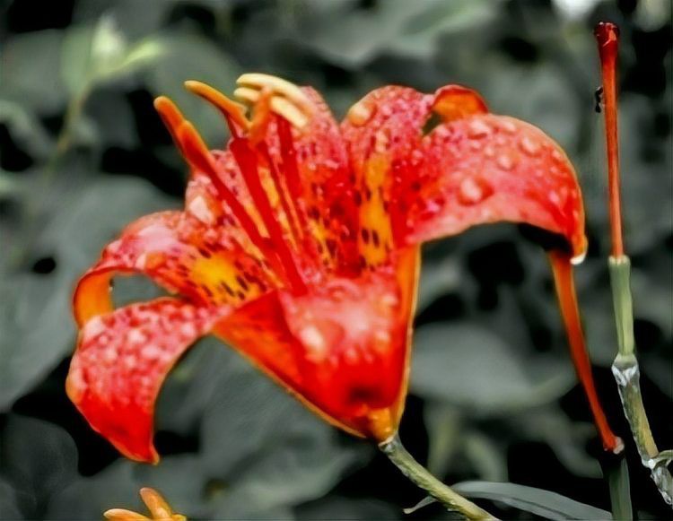 養貓最忌諱的三個屬相，哪些屬相不宜養貓