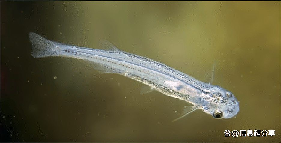 十大最危險的魚類，世界上最危險的十種魚類 十大最危險的魚類，世界上最危險的十種魚類 龍魚論壇 第4張