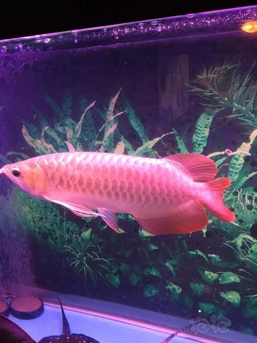 紅龍魚手機壁紙大全圖片，紅龍魚手機壁紙大全