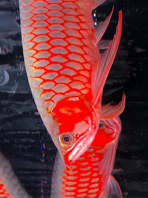 紅龍魚手機壁紙大全圖片，紅龍魚手機壁紙大全
