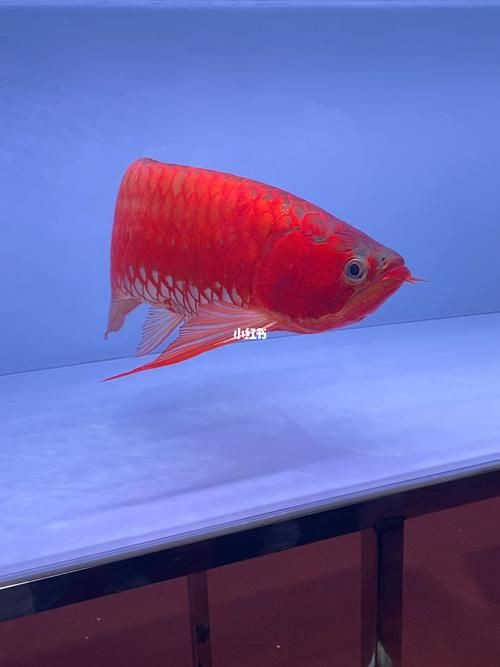 紅龍魚手機壁紙大全圖片，紅龍魚手機壁紙大全