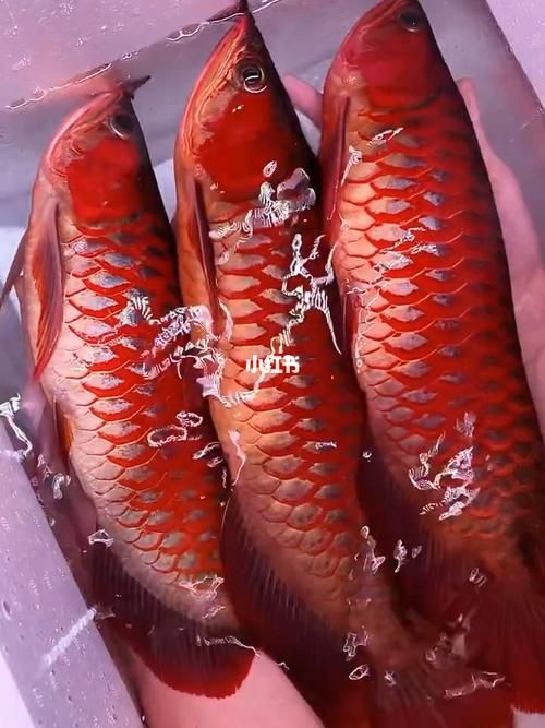 紅龍魚手機壁紙大全圖片，紅龍魚手機壁紙大全