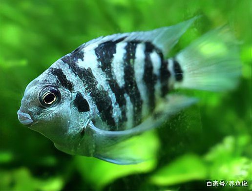 養龍魚高水位有影響嗎，高水位龍魚飼養技術