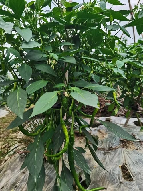 綠辣椒圖片，綠色辣椒圖片大全 綠辣椒圖片，綠色辣椒圖片大全 龍魚百科 第6張