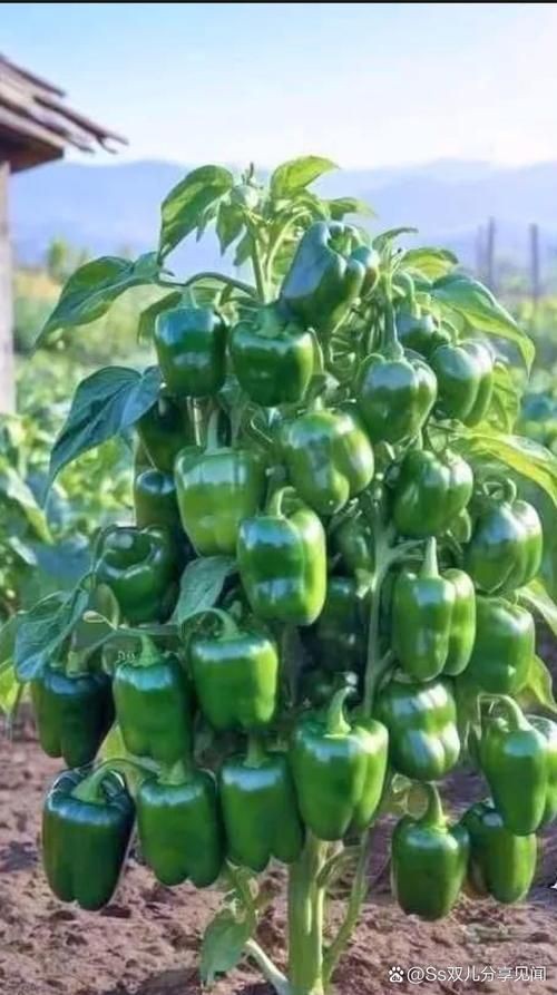 綠辣椒圖片，綠色辣椒圖片大全 綠辣椒圖片，綠色辣椒圖片大全 龍魚百科 第11張