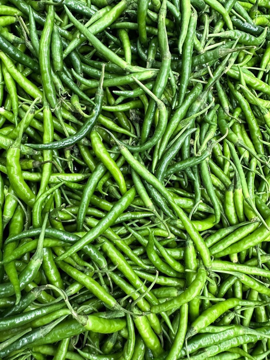 綠辣椒圖片，綠色辣椒圖片大全 綠辣椒圖片，綠色辣椒圖片大全 龍魚百科 第1張