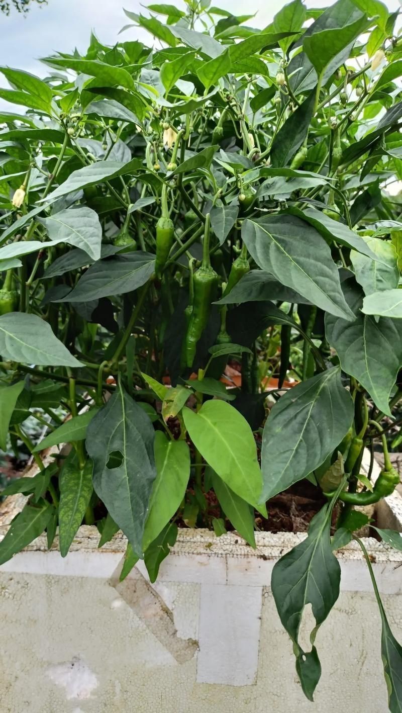 綠辣椒圖片，綠色辣椒圖片大全 綠辣椒圖片，綠色辣椒圖片大全 龍魚百科 第10張
