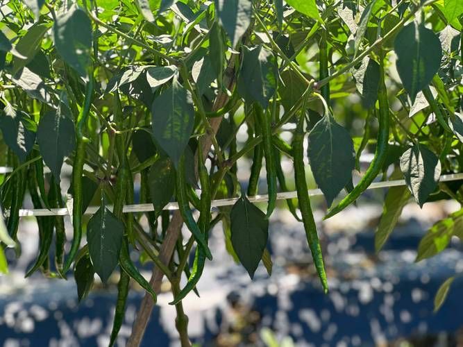 綠辣椒圖片，綠色辣椒圖片大全 綠辣椒圖片，綠色辣椒圖片大全 龍魚百科 第19張