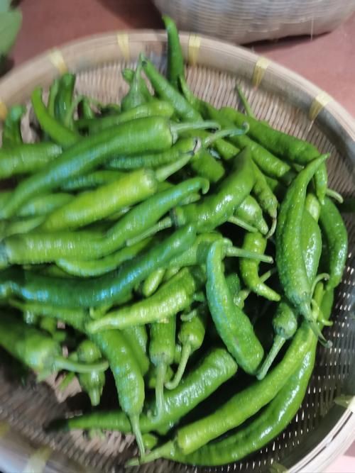 綠辣椒圖片，綠色辣椒圖片大全 綠辣椒圖片，綠色辣椒圖片大全 龍魚百科 第9張