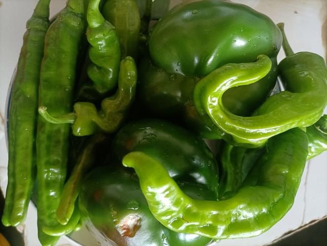 綠辣椒圖片，綠色辣椒圖片大全 綠辣椒圖片，綠色辣椒圖片大全 龍魚百科 第23張