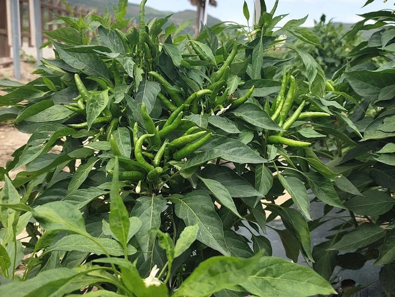 綠辣椒圖片，綠色辣椒圖片大全 綠辣椒圖片，綠色辣椒圖片大全 龍魚百科 第27張