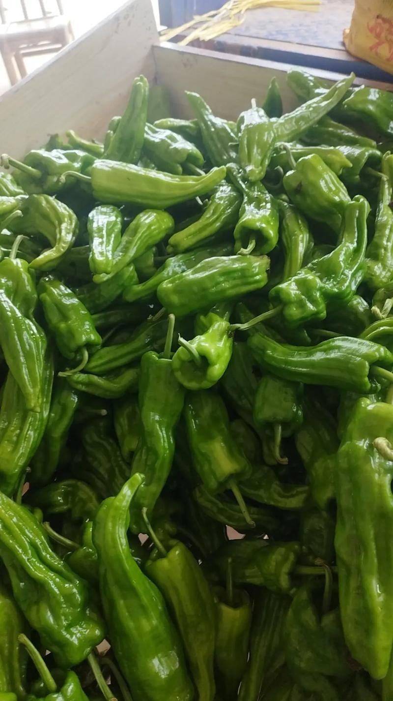 綠辣椒圖片，綠色辣椒圖片大全 綠辣椒圖片，綠色辣椒圖片大全 龍魚百科 第17張