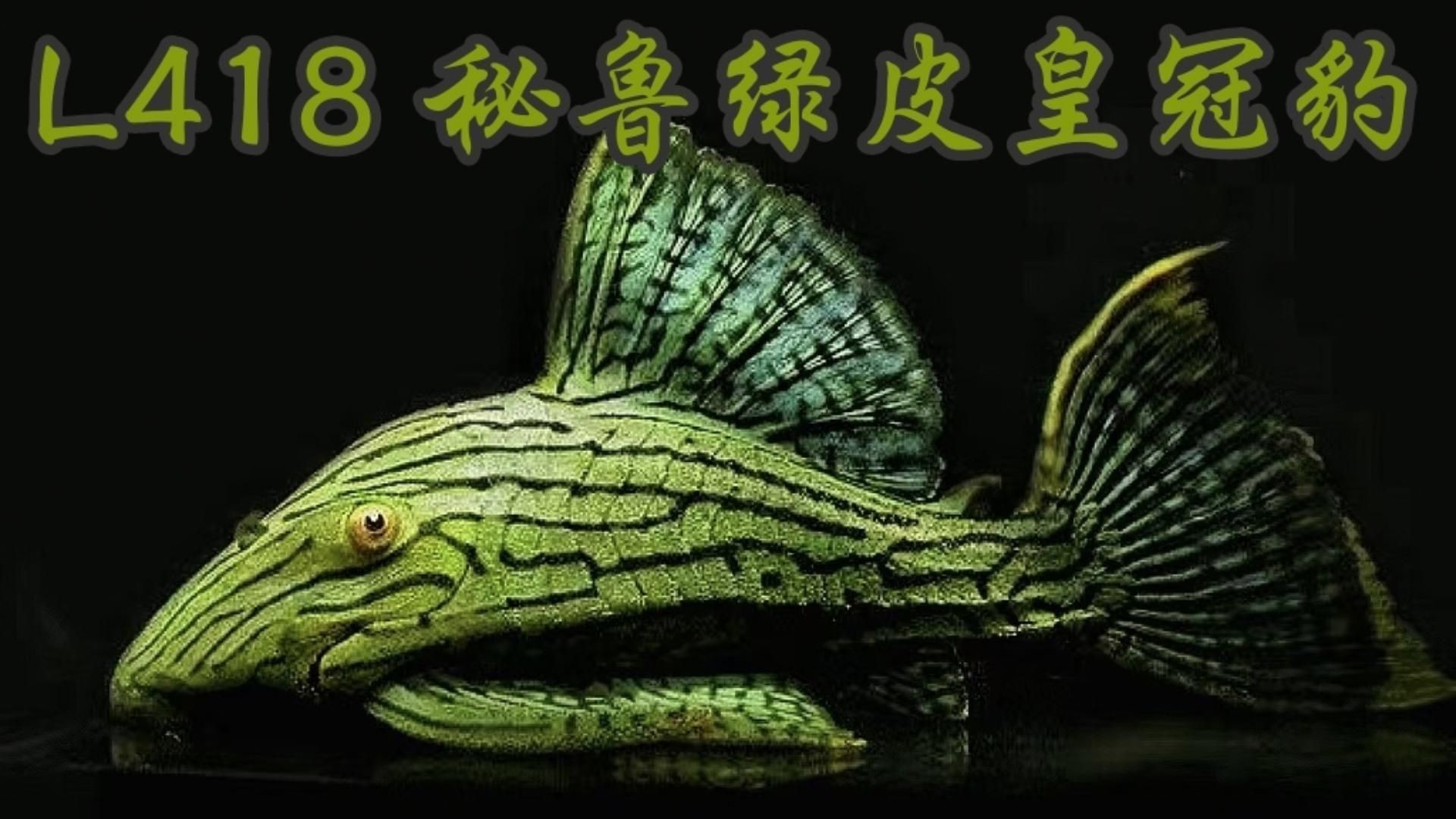 綠皮皇冠豹繁殖方法詳解，秘魯綠皮皇冠豹（panaquesp.）繁殖方法