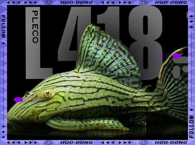 綠皮皇冠豹的鑒別方法，異型魚中的瑰寶咖啡醇醇少年脫俗風