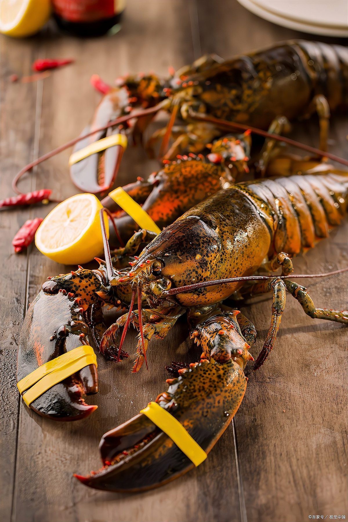 十大龍蝦排名最貴，全球十大最貴龍蝦品種